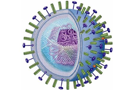 вирус гриппа. cвиной грипп вакцина