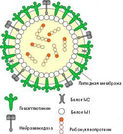 вирус гриппа. лекарство от cвиного гриппа